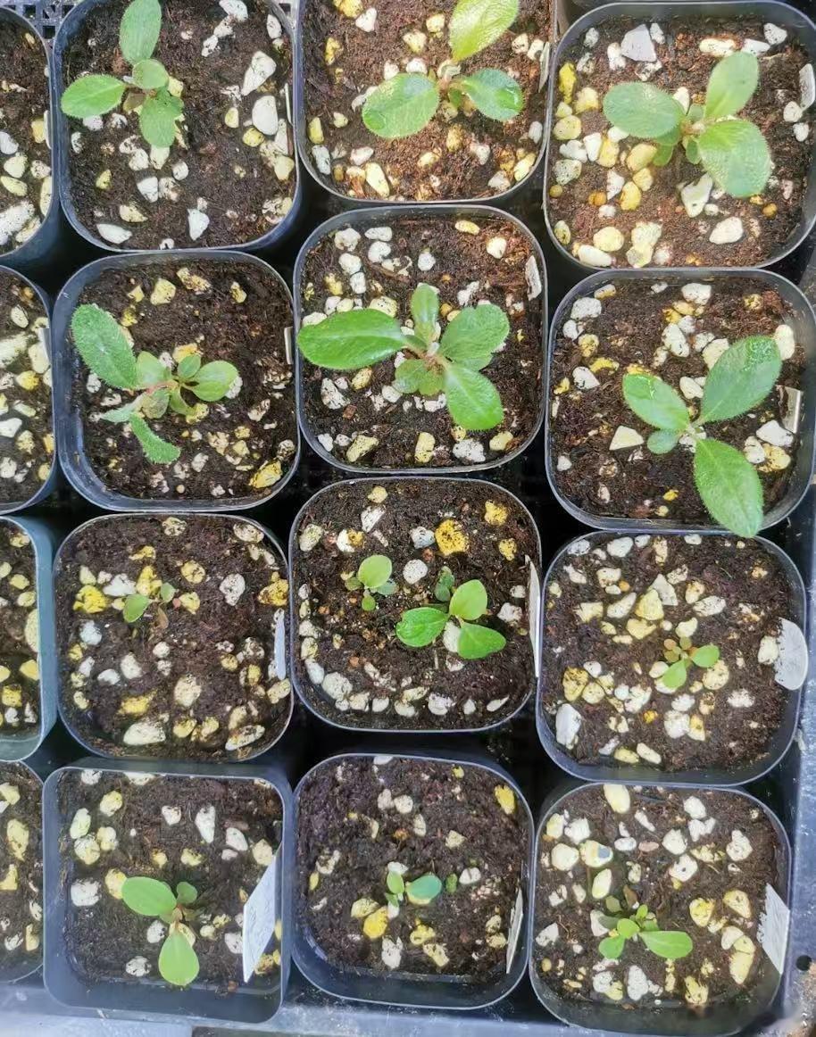 高山杜鹃生长近20年才开花一粒高山杜鹃种子，从落地到长出第一片真叶，大约要半年。