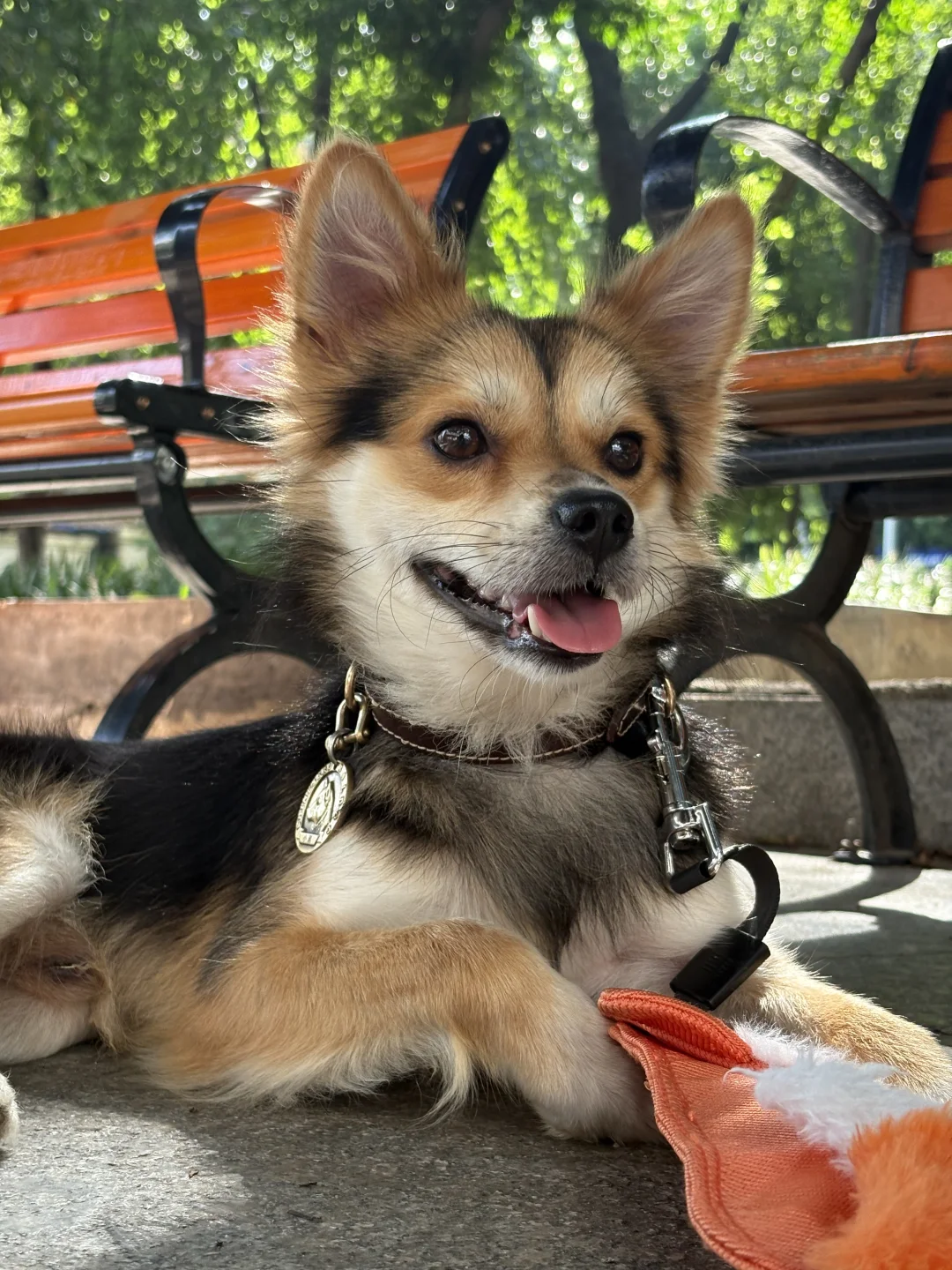 小黑是三阿哥，天天不是长高就是长胖