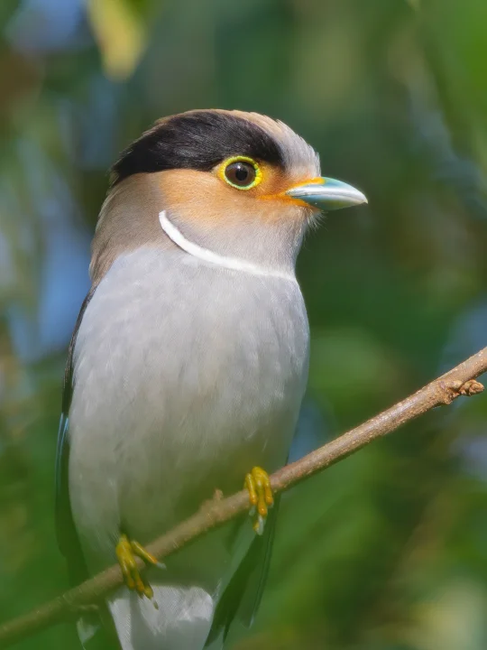 戴着珍珠项链 小鸟好高贵