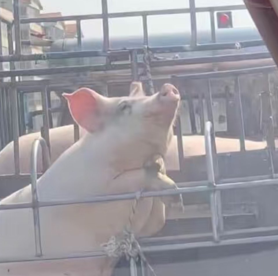 “这样好的阳光，以后再也见不到了” 