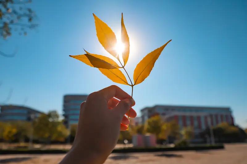 看到“叶舞秋风起”这个上联，瞬间就有了画面感，秋风中树叶翩翩起舞。我觉得“雪飘冬