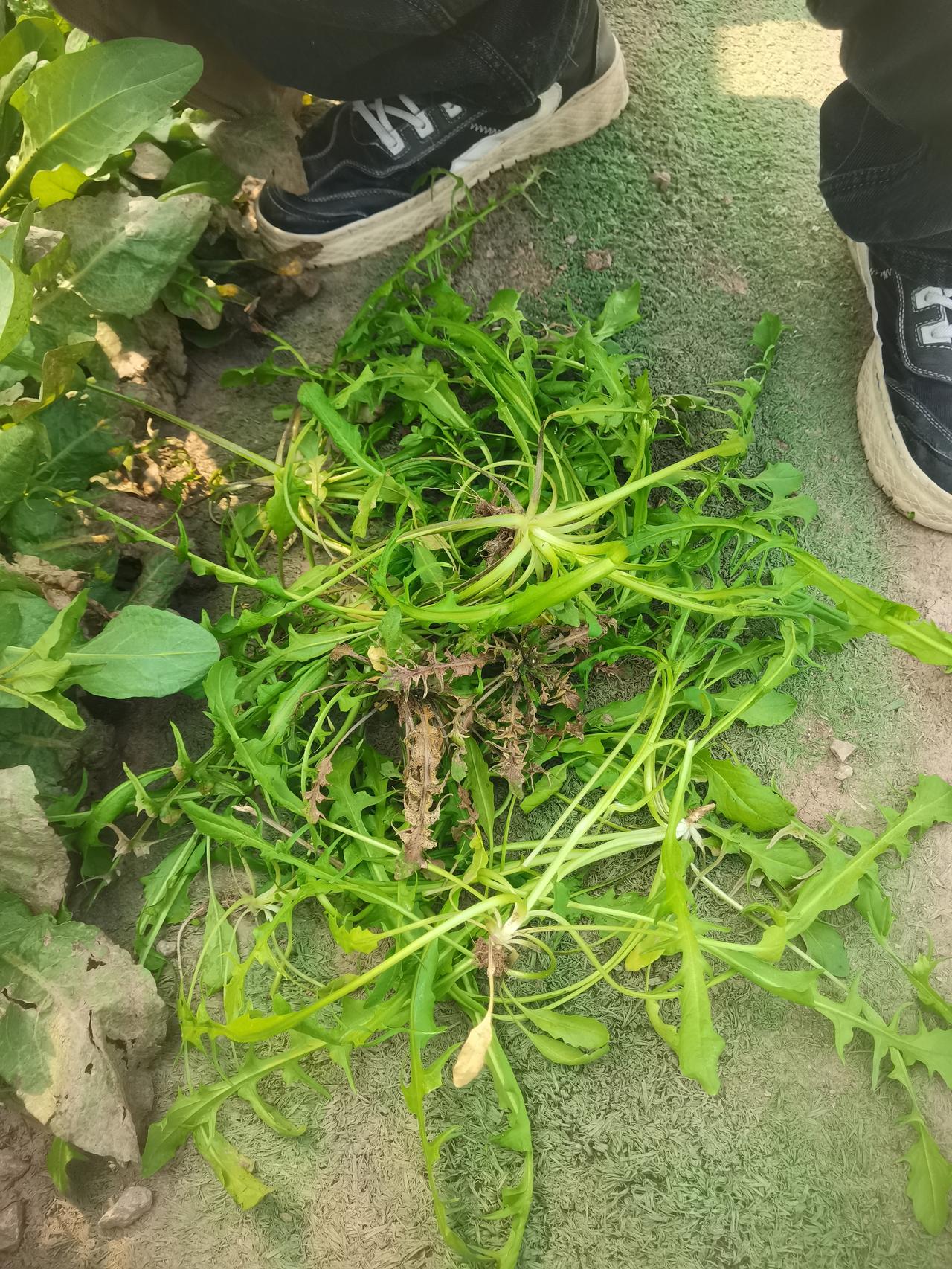 要说春天最喜欢做的事情是啥？
我先来说一个：挖野菜~各种野菜都可以，前提是要去挖