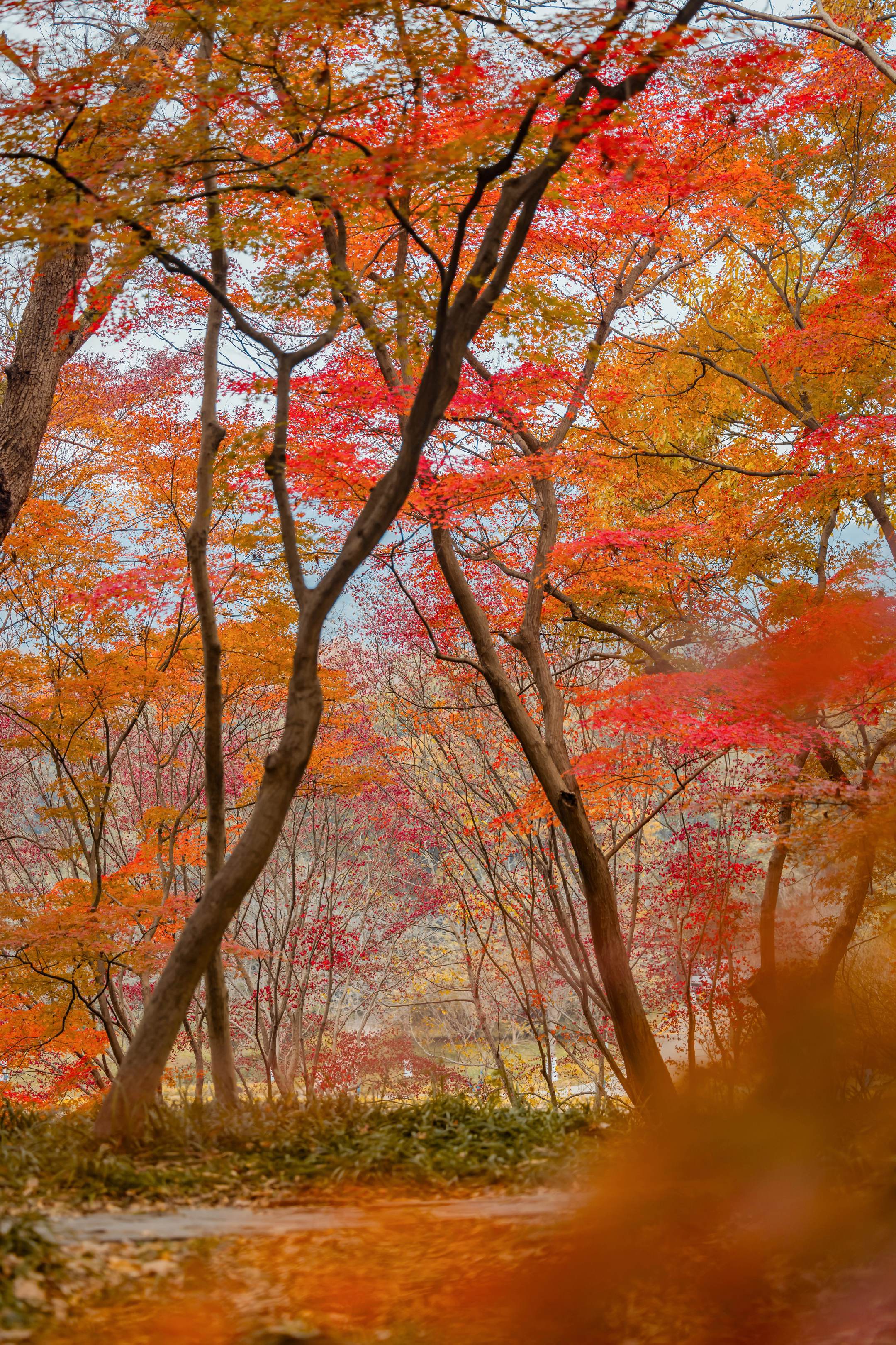 11.28实况南京的秋天红枫杀疯了！南京中山植物园·红枫岗的枫叶红了 ...