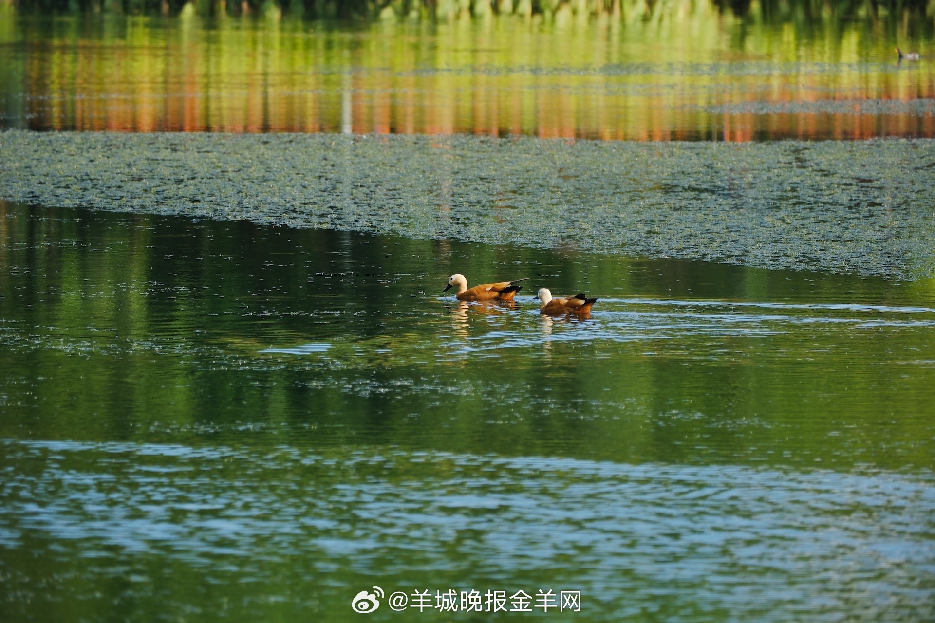 #晚安# 今夜月色如霜，正应了 “庭户无人秋月明” 的静。别再想白日琐事啦，盖好