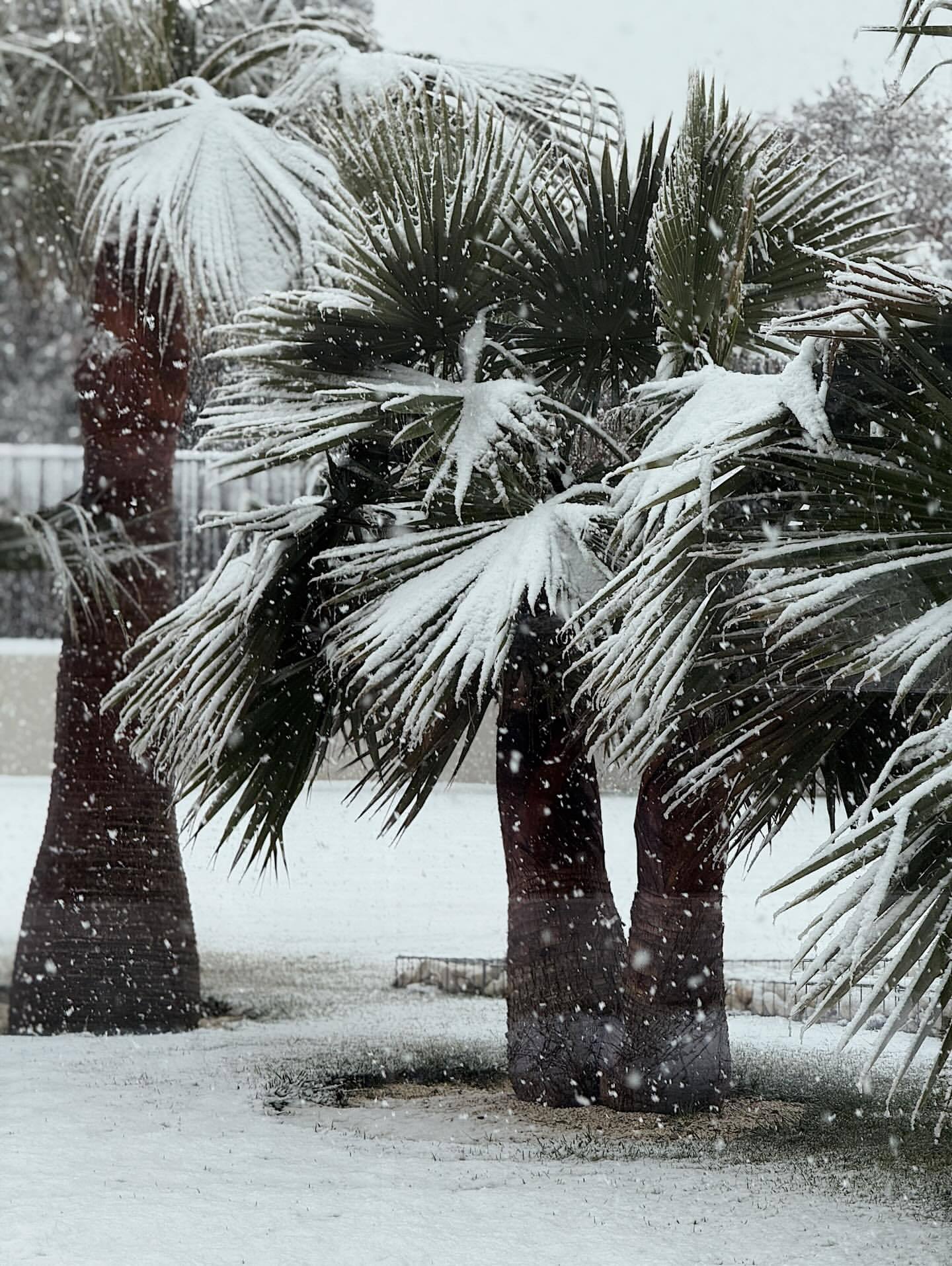 阿尔瓦雷斯妻子Emilia更新ins｜⛄️❄️🤍安妞、小墙妻子Camila点赞