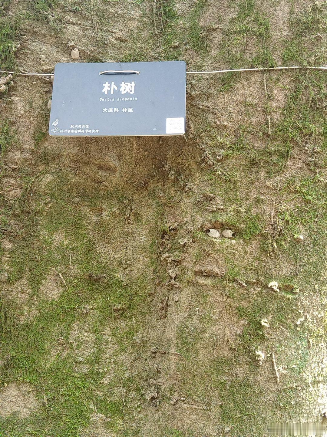 这孩子也叫朴树！来，你给我唱首歌！ ​​​