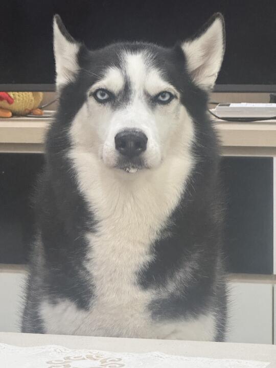 小斗下巴的羊奶也那么可爱