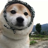 胖球球爱谈科技