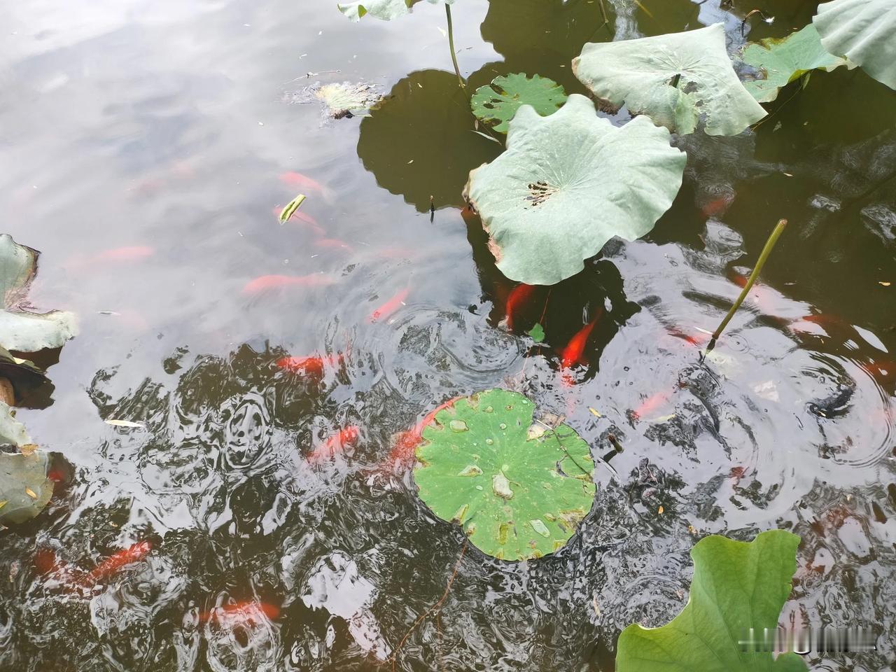 #中年危机能化解吗#

【破解中年危机：如何重拾活力，拥抱新生活】

在这个快速