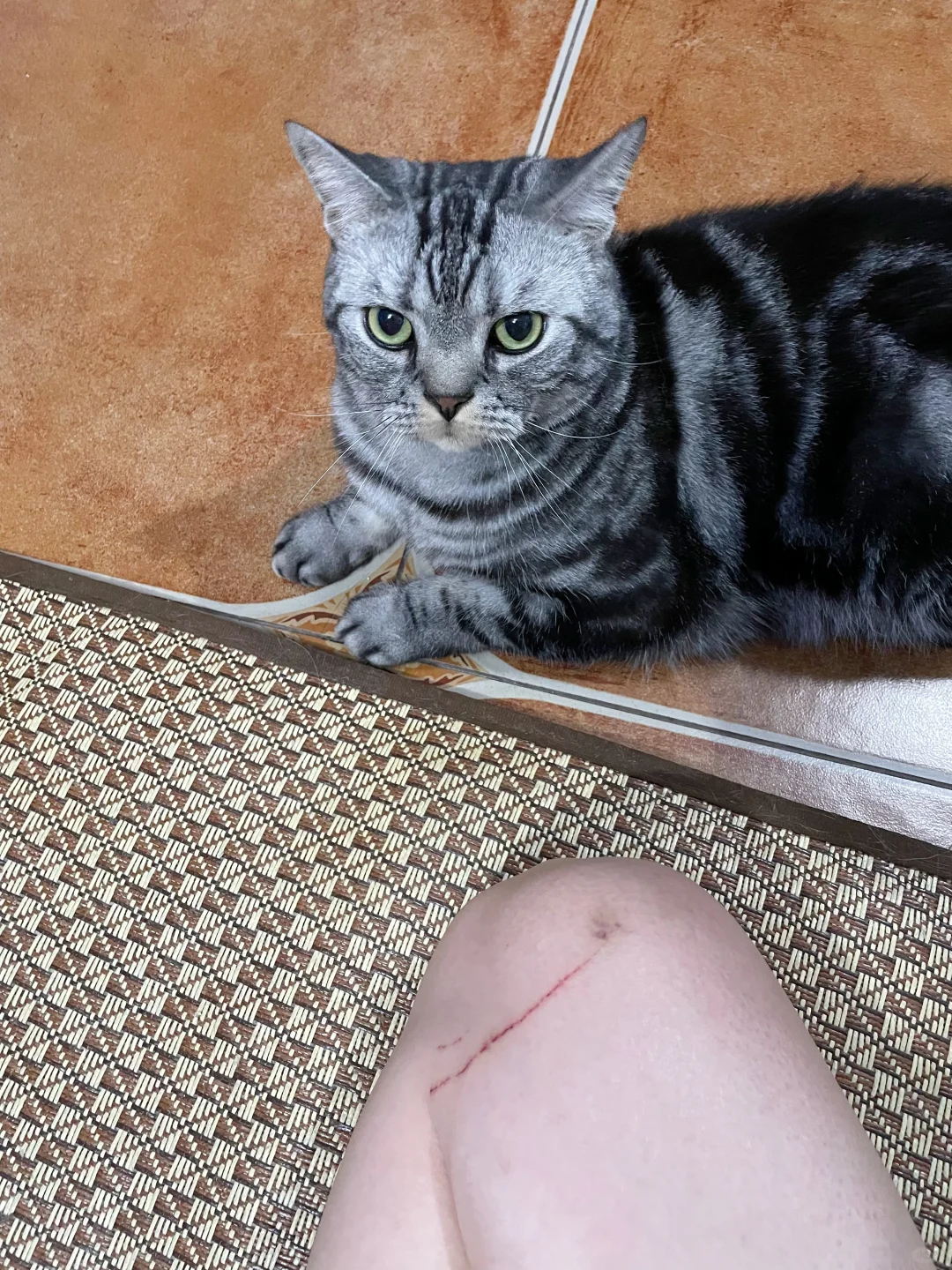 我被猫抓了，猜猜谁干的