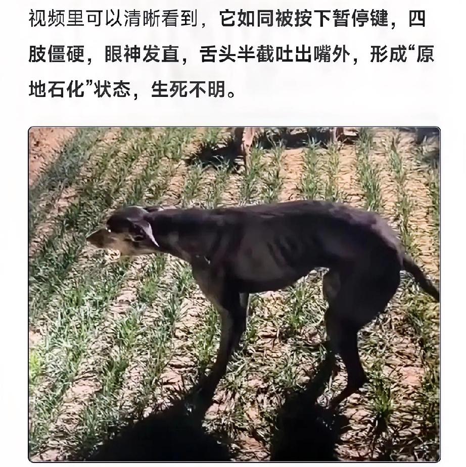 看到这只赛犬拉练20分钟突然石化，瞬间感慨生命太脆弱了！
它只是想完成一场训练，