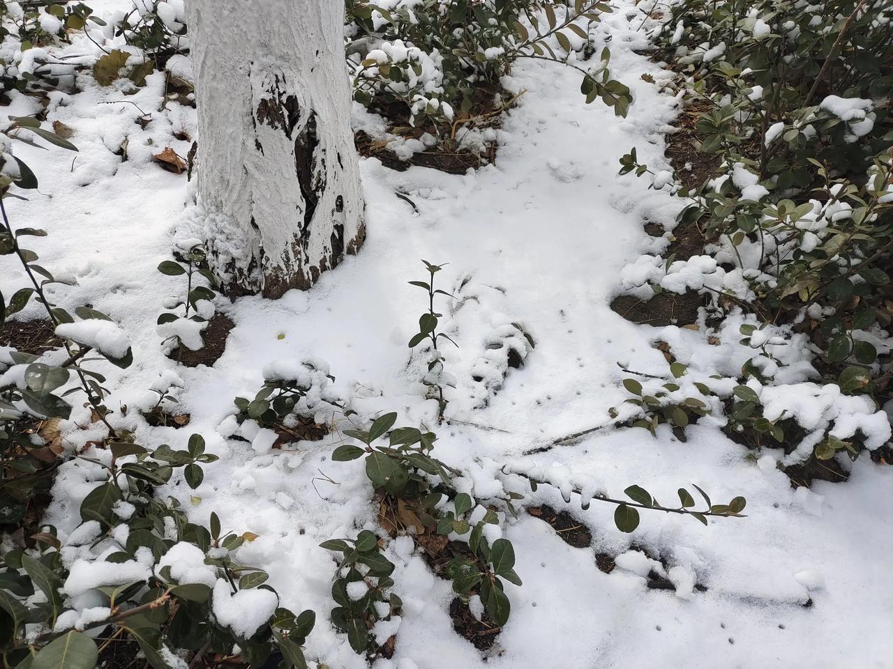 雪喜
北方的雪，总能给人带来心情喜悦，而今天的雪更是喜上加喜，因为下周就是春节了