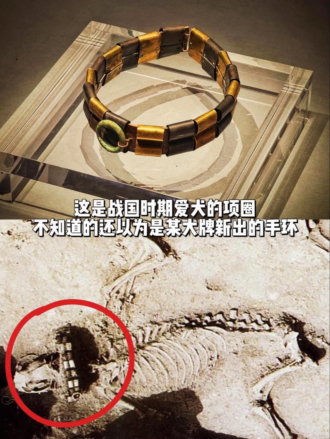 战国时期的狗项圈差点被当成某大牌的新款…这件金银狗项圈出土于中山王厝墓...