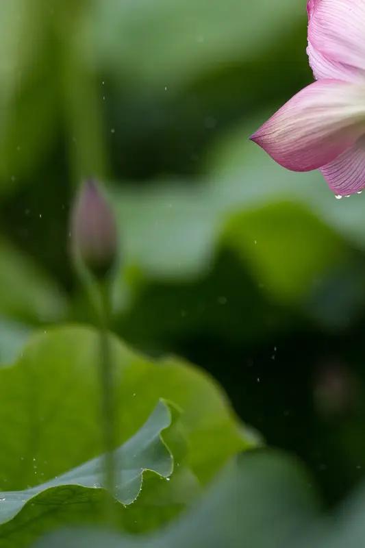 上联：柔风细拂堤边柳；
下联：微雨轻润池中荷。