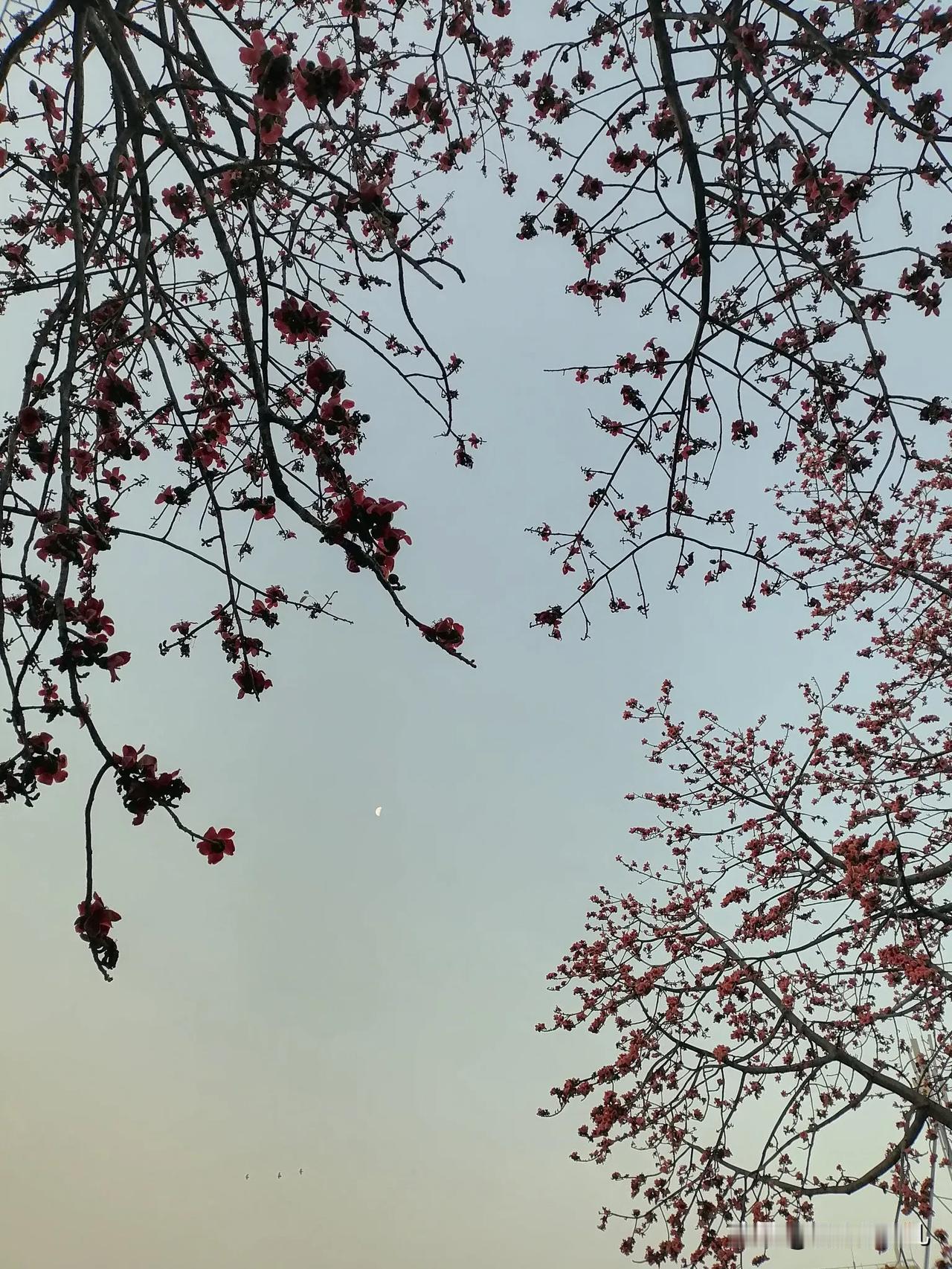 早起见花、见月、见日
心情豁然开朗
………

本来想写首诗来表达一下心情，可恨自