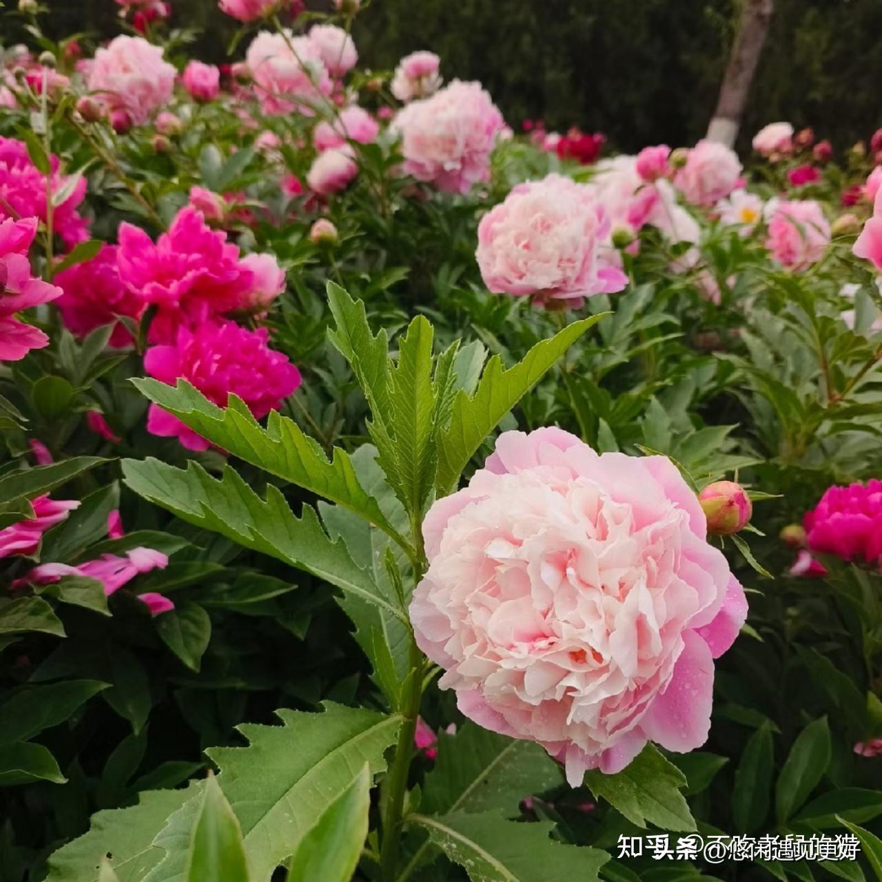 真心话茶局，是成年人的秘密基地。茶局可不只是喝茶，更像是一场人心的探照灯。
有熟