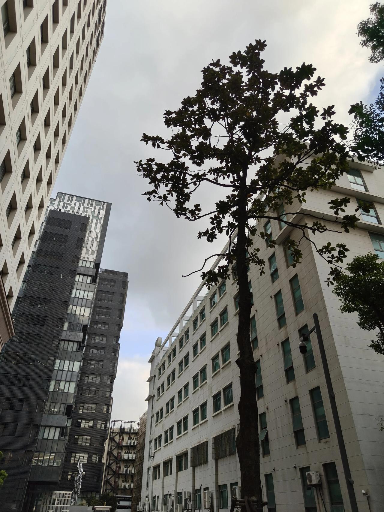 冬日随手拍实景图分享！

身边的风景随手拍～🌲🌲