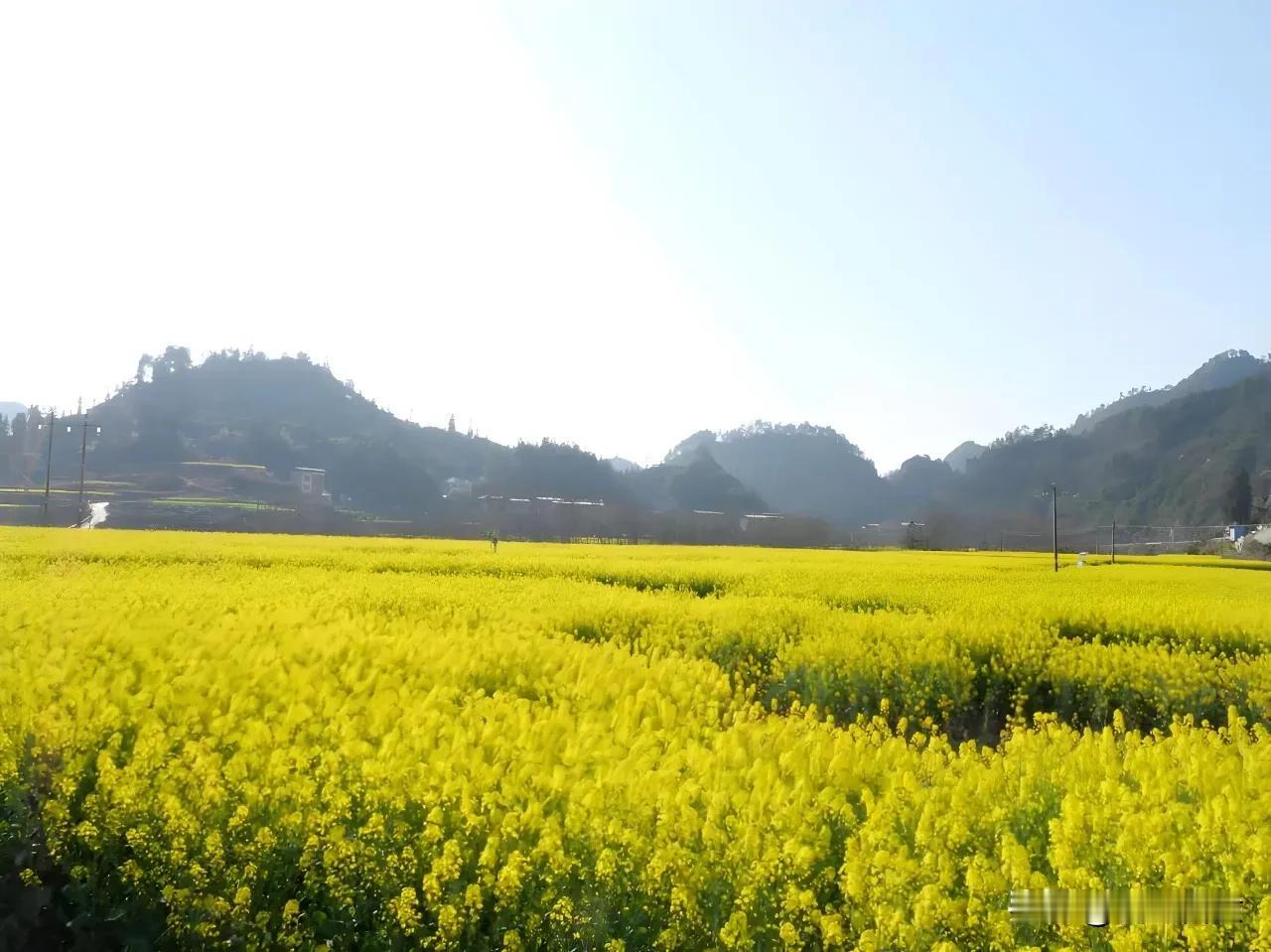 听说伍家村的油菜花开得正艳，周末抽空一定去看看。客运站还开通了专车过去，非自驾也