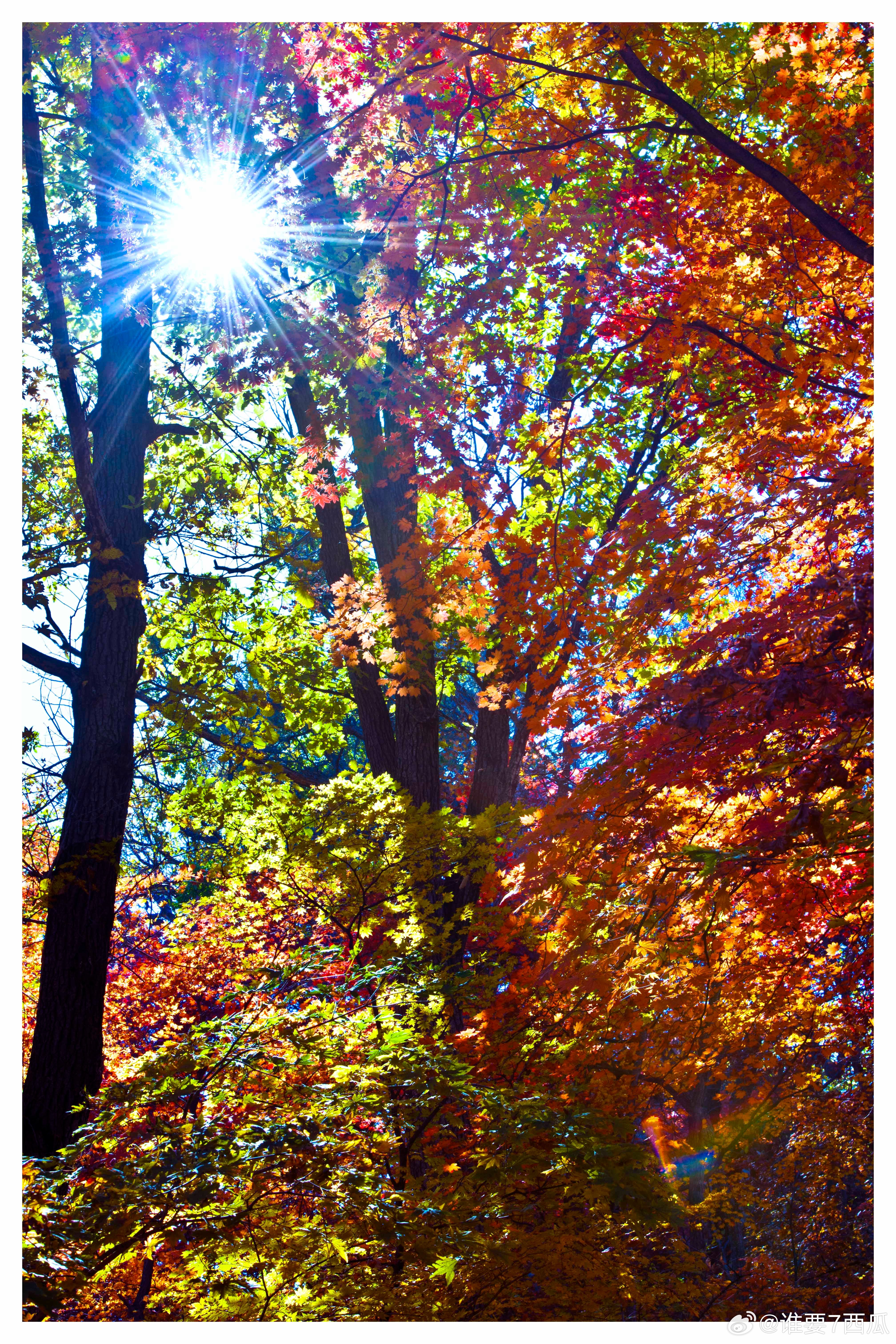 深秋最后一站，必须是辽宁铁刹山！今日霜降，看最后一抹秋色绚烂，沾沾让人安心的好磁