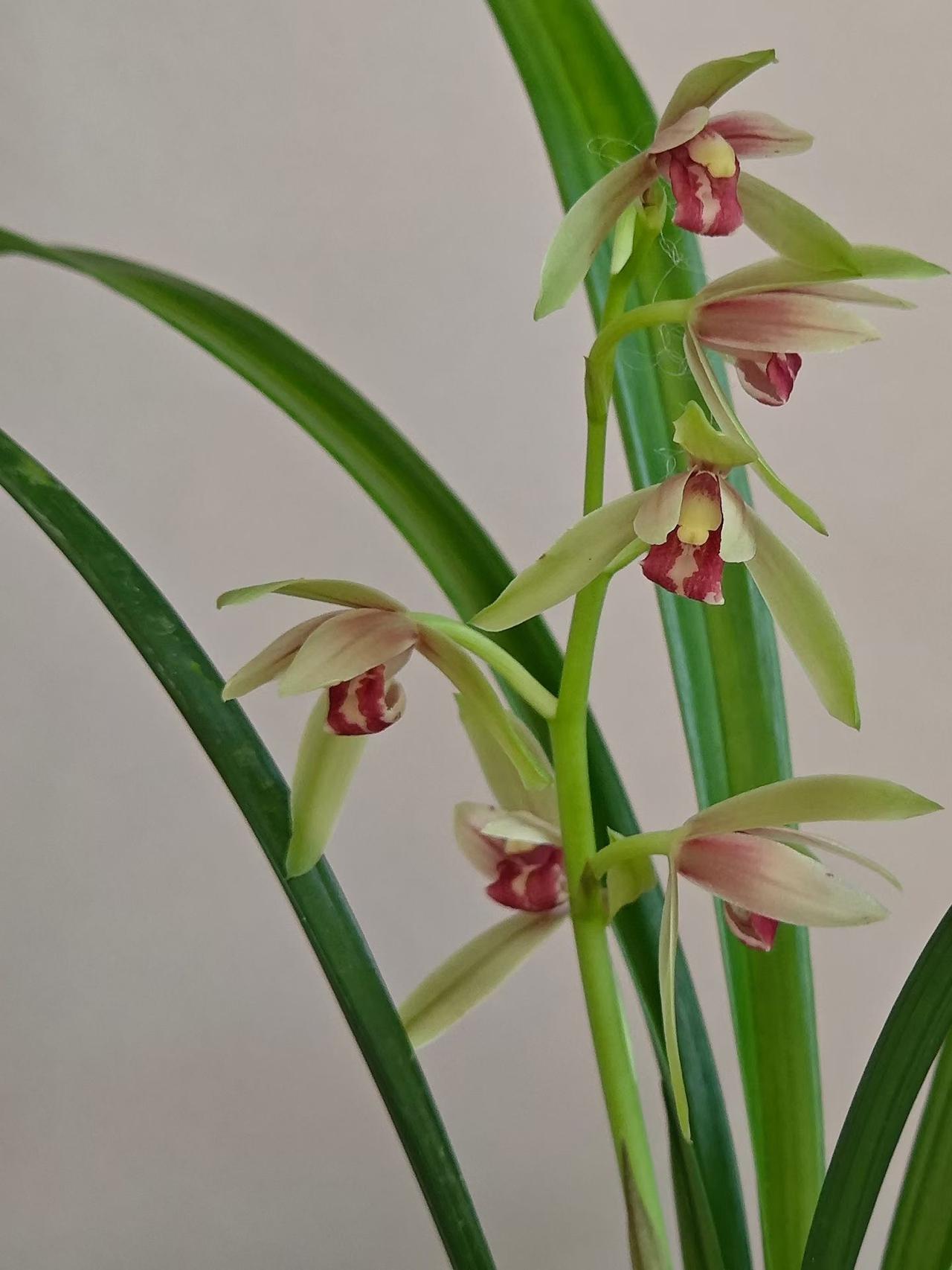 居家劳作：我爱幽兰异众芳……
爱上种！