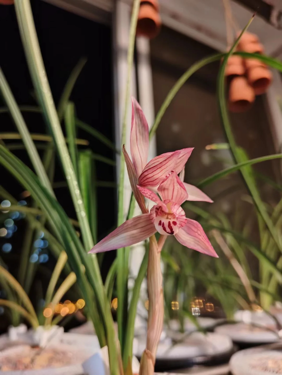 兰花夏季养护！牢记5点，叶子油绿根系壮