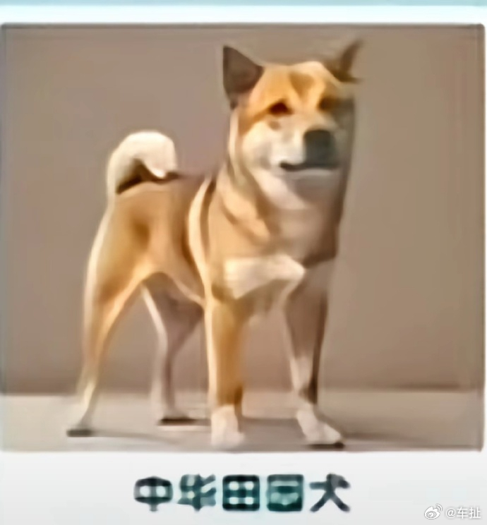 中华田园犬 禁养 有些不解 ​​​