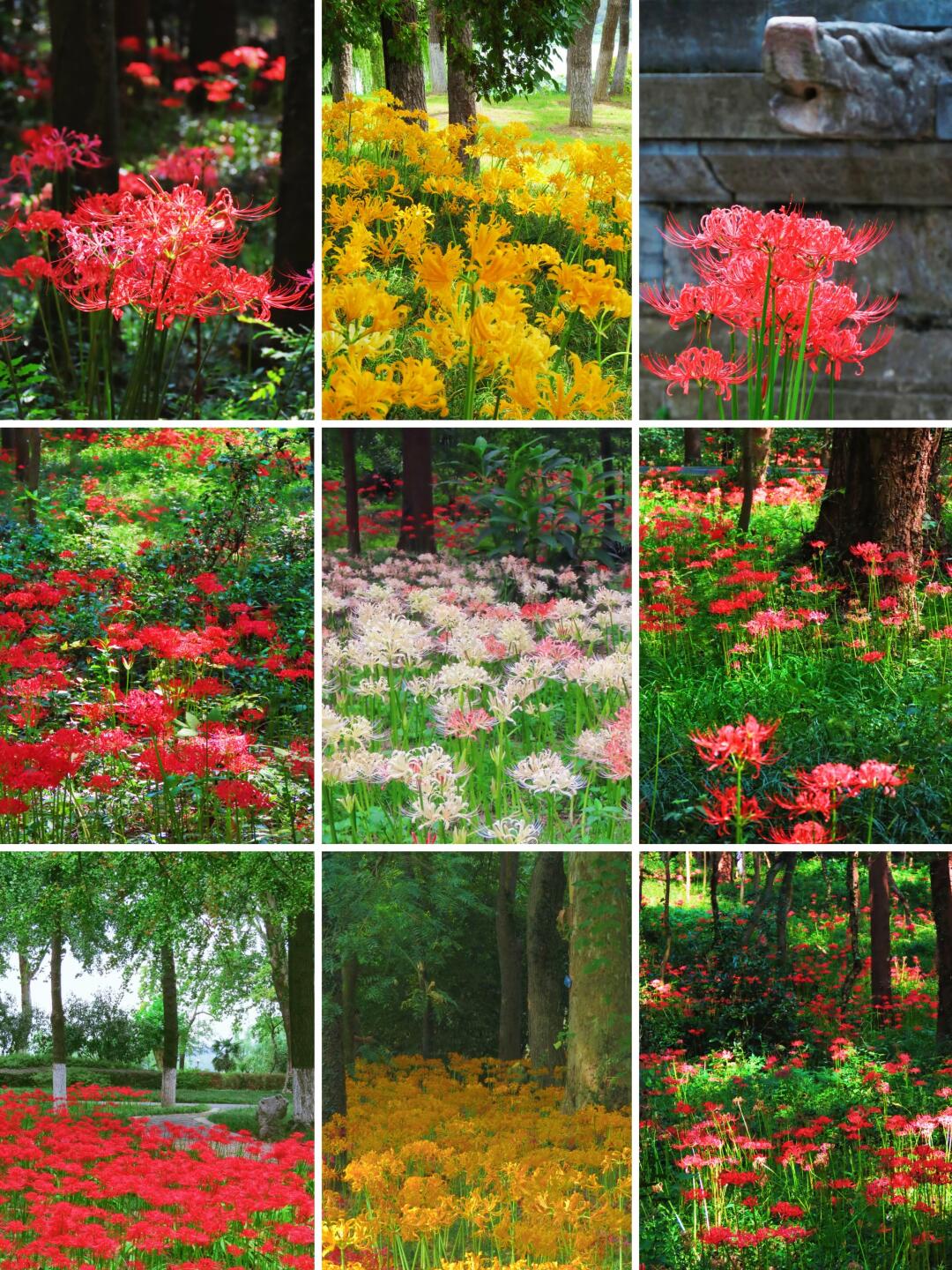 南京9月彼岸花上线📍最全赏花位置指南