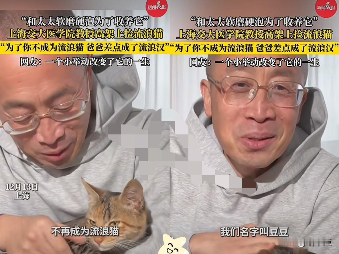 这才是刻在骨子里的温柔！上海交大张教授在高架车流中救下一只流浪猫，一句“得回家跟