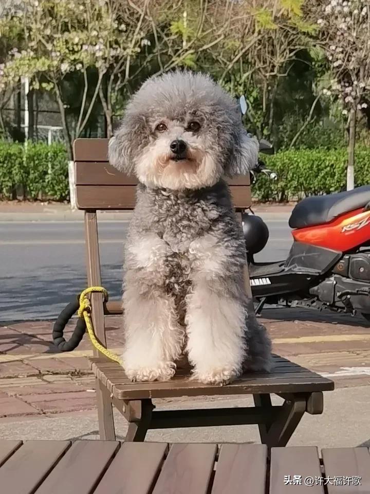 马年春信，与Baby同栖
 
丙午马年的风，是刚挣脱缰绳的暖，不疾不徐，拂过发梢