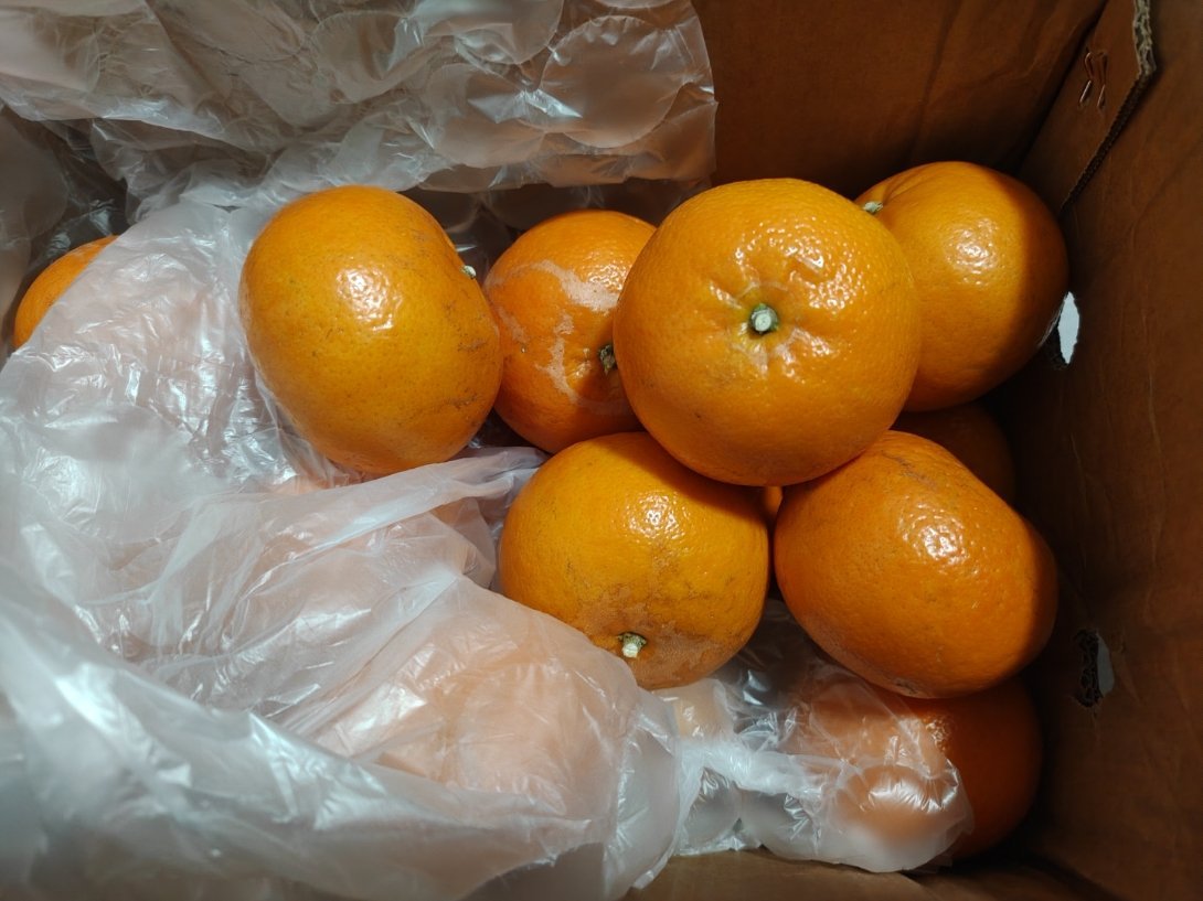 沃柑我爱你（只是一个很喜欢吃水果的人） 