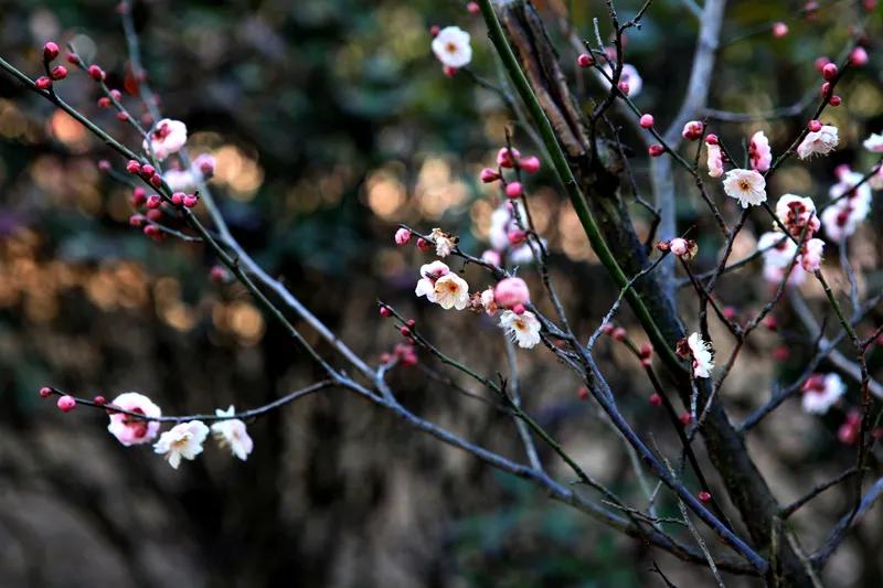望眼枝间月一轮，
凝眸梅蕊醉香魂。
花莹枝瘦馨盈袖，
客过梅树三年芬。