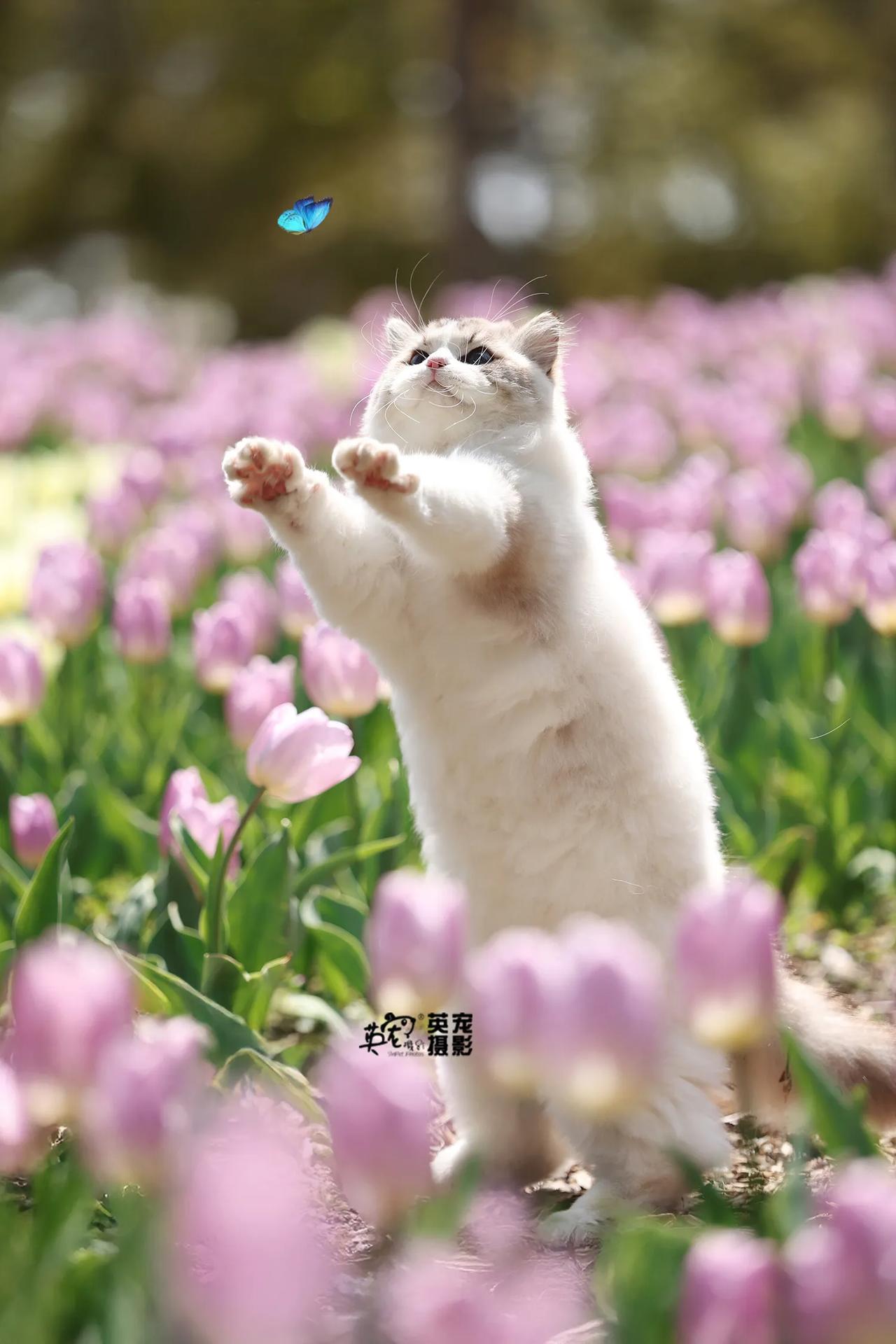 咪没时间欣赏美景
咪想抓个蝴蝶回家给妈妈🥰
【上海拍摄】