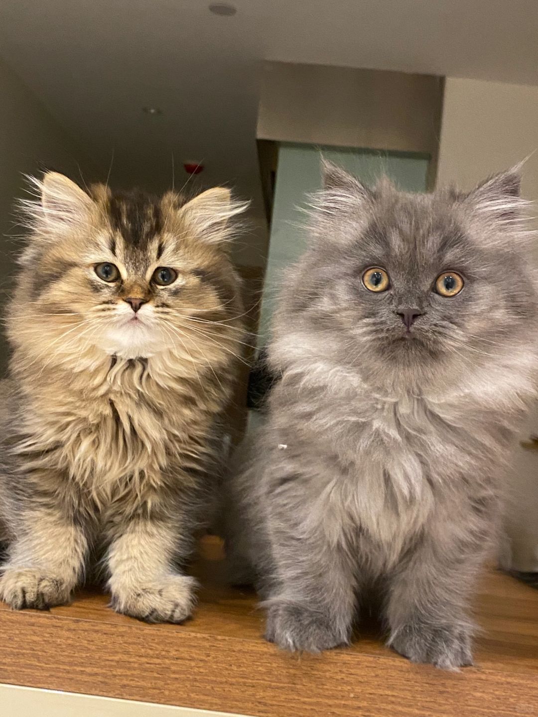 昆明猫咪找领养