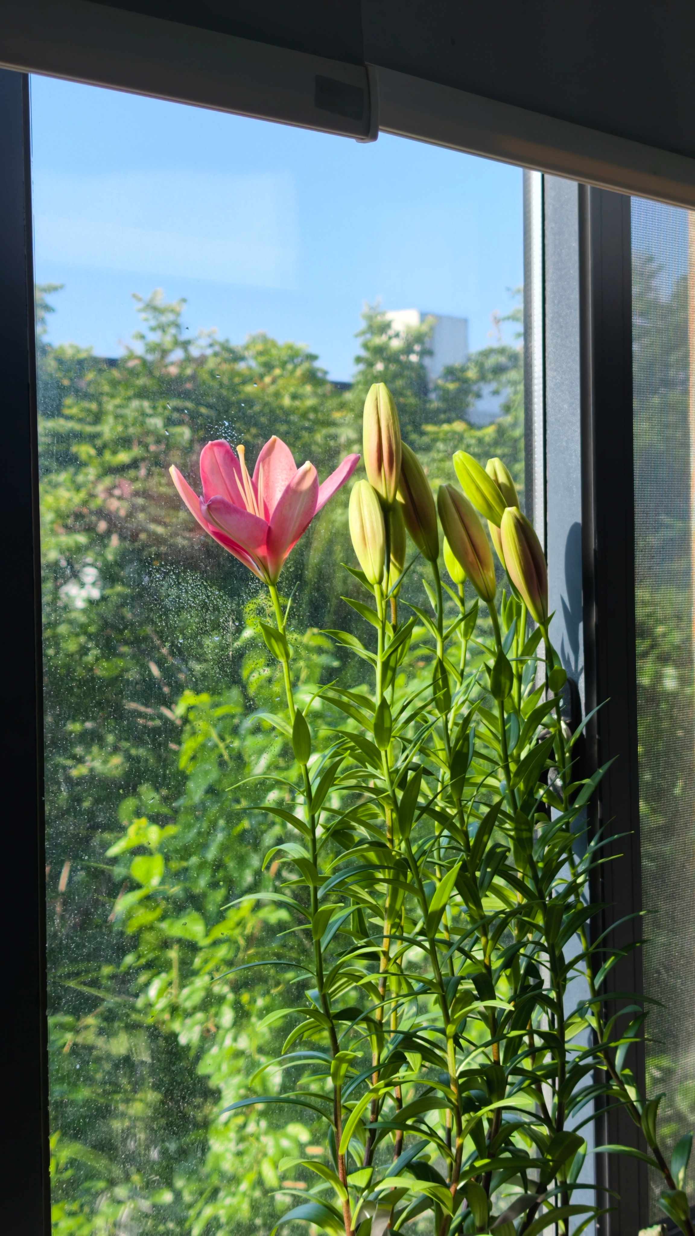 百合开了养花蜗的摄影日记