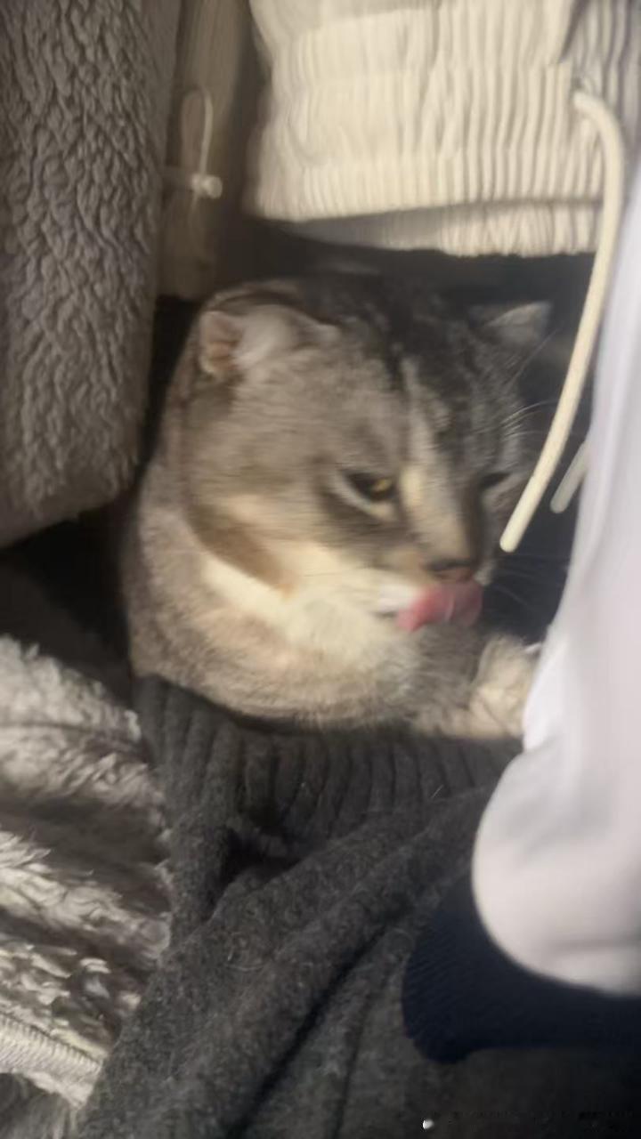 49485【丑猫】智商低 