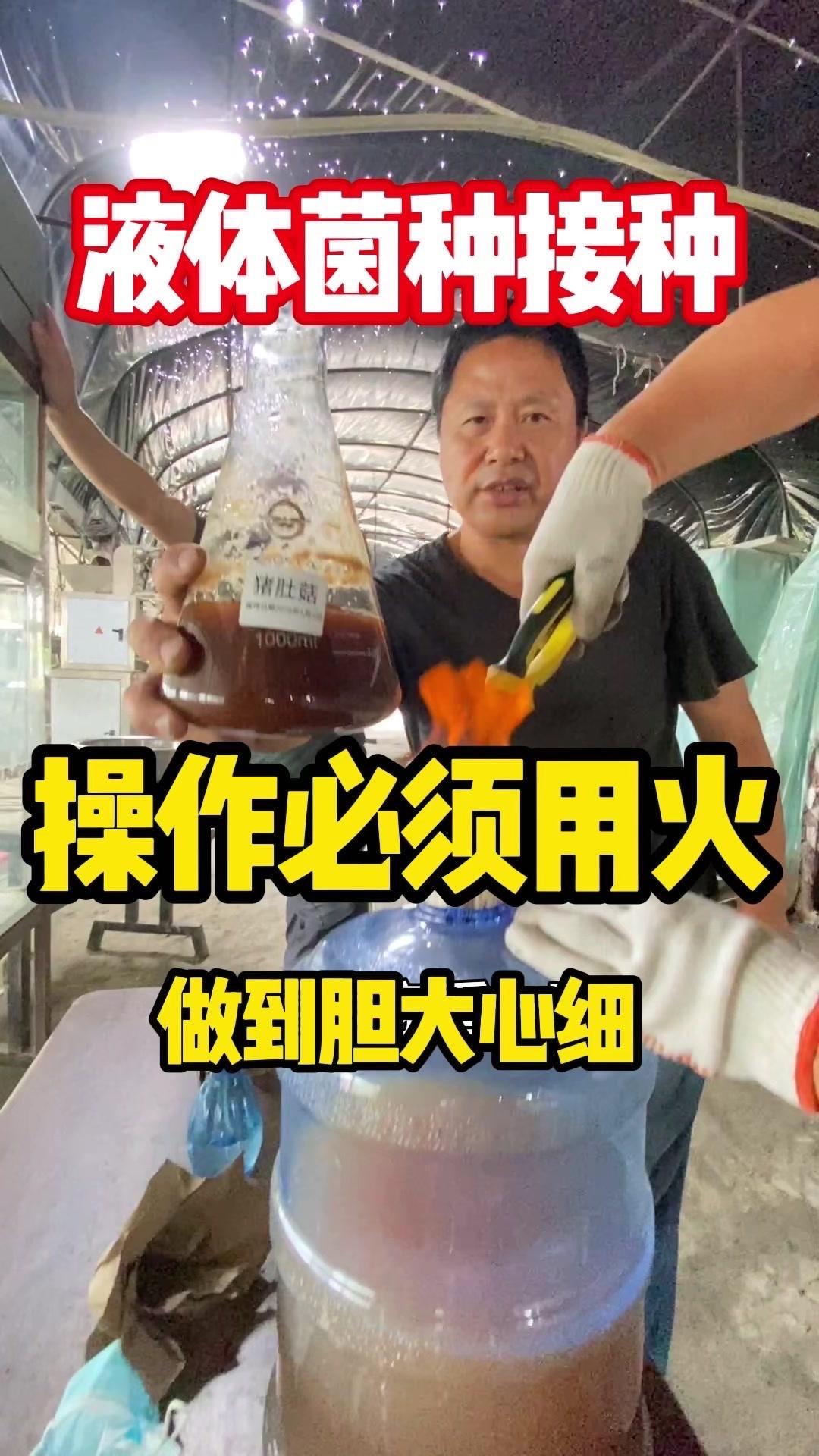 🍄猪肚菇液体菌种接种步骤：
1️⃣准备工作：先把瓶子在火焰上烧一下，再把液体种