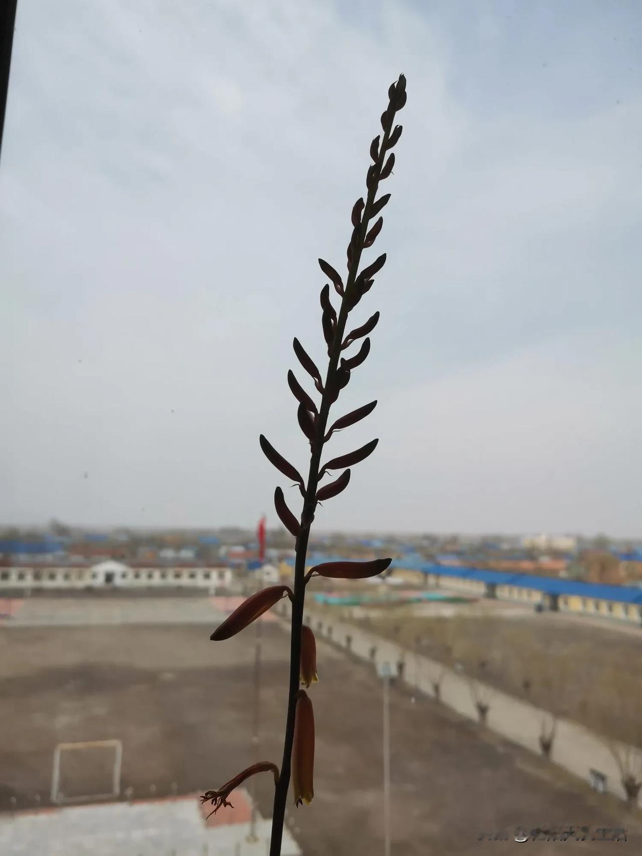 分享一张随手拍很好看的照片