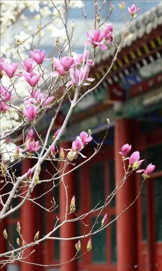 早开晚关！沈阳故宫开启夏季模式，期待增加夜场！[呲牙][赞]
 
好消息！从今天