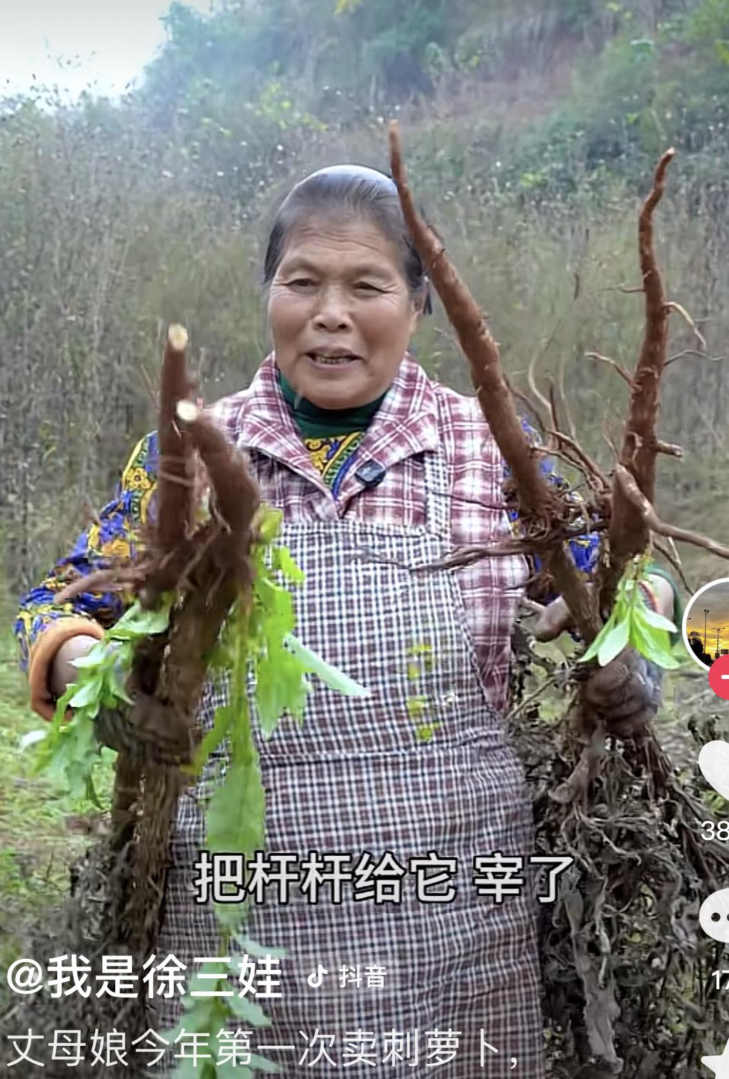 徐三娃丈母娘挖刺萝卜，挖了12斤多，卖了180元钱！很多人在问啥是刺萝卜，它是萝