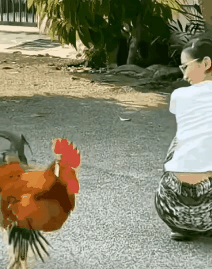 这只公鸡一直围着小姐姐转，它想干嘛呢？地球也没有它转的勤快。
我觉得这只公鸡可能