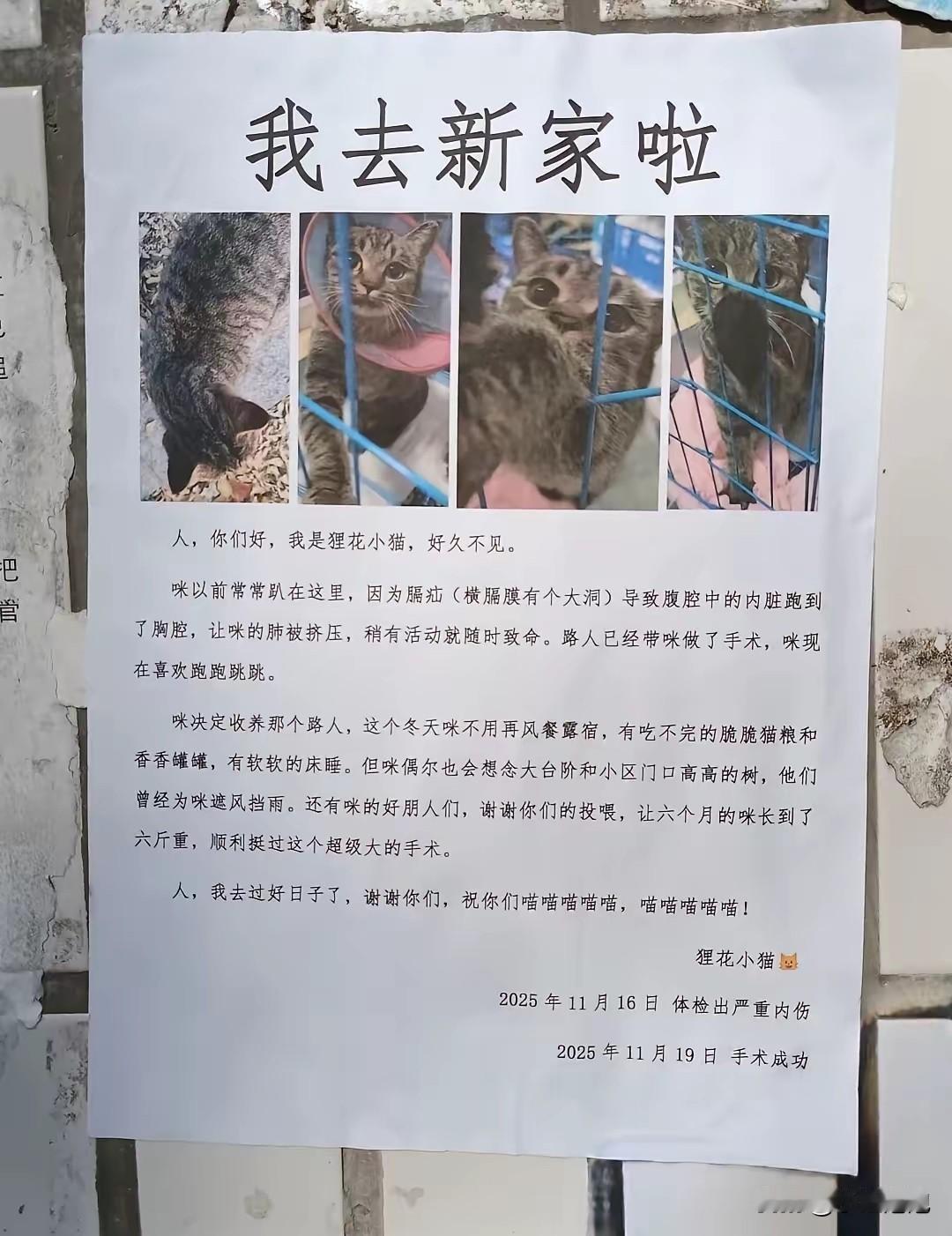 一张告示，让整个小区都被治愈了。
看到这个眼睛都湿润了[流泪]，最好的“寻人（猫