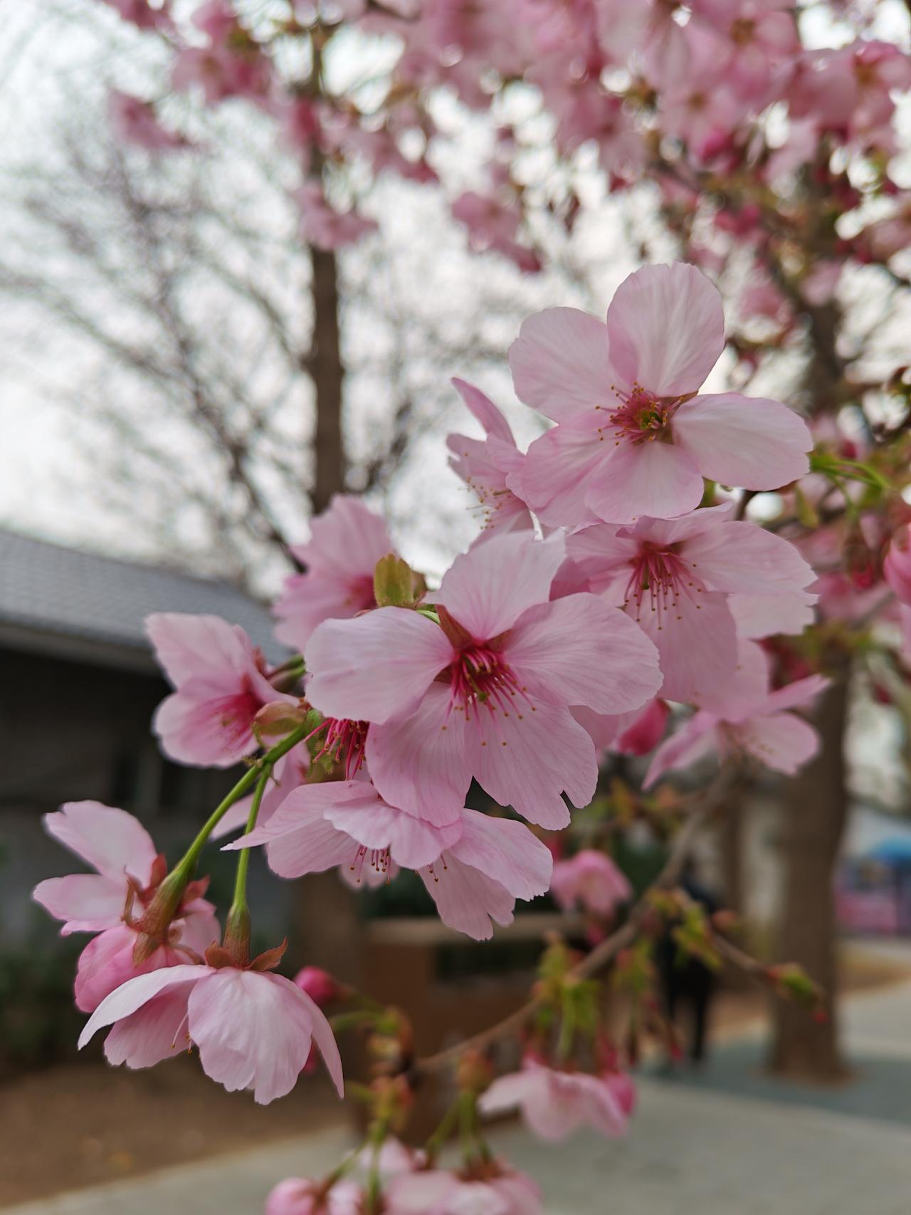 有没有漂亮的花朵图片吗北京玉渊潭公园的樱花已经开了，马上到樱花节了，快去打卡看看