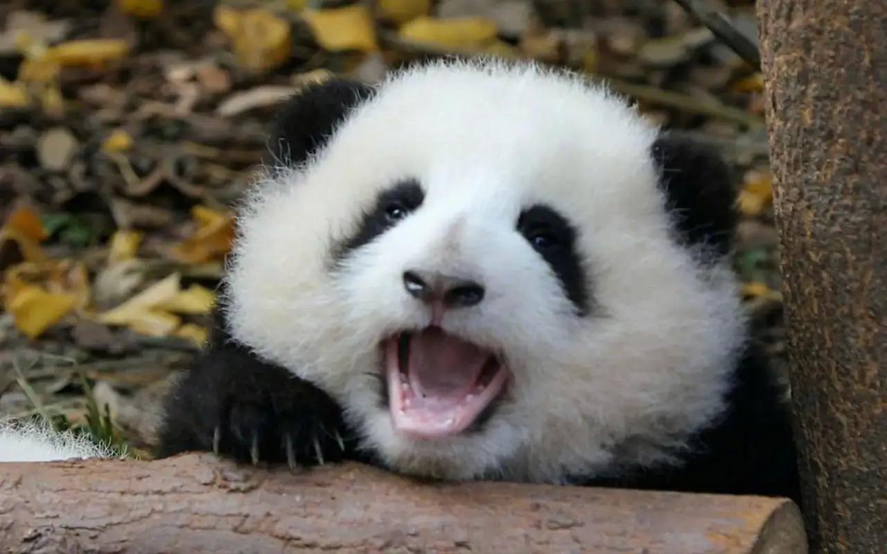 #汉文帝霸陵殉葬坑发现大熊猫骨骼# 理解，毕竟大熊猫又名食铁兽，是一代战神兵主蚩