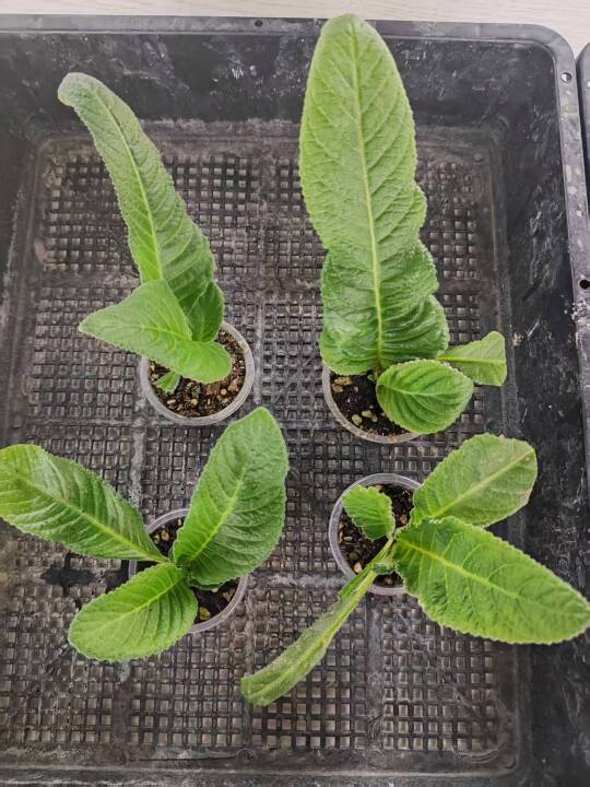 新手入坑堇兰！苗情超棒🌿✨ 坐等爆花啦～