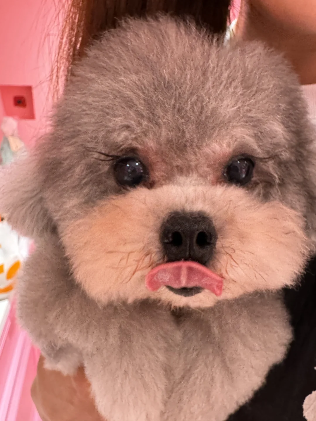 我也拥有了睫毛小狗🐶！