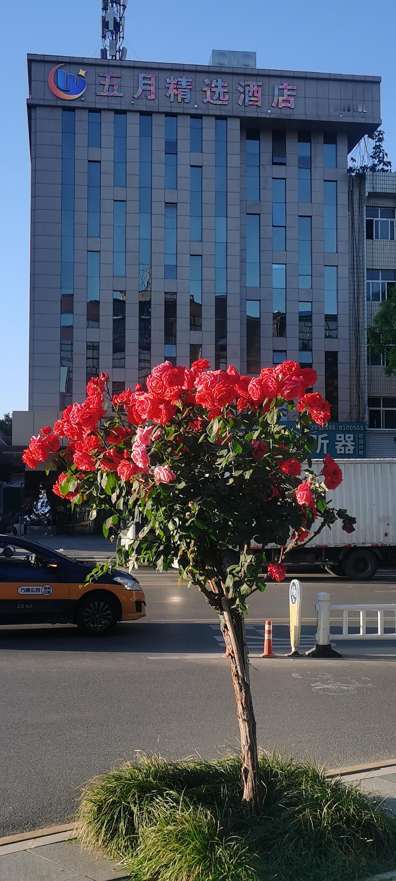 分享拍摄的月季花拍摄于陕西渭南市东风大街。