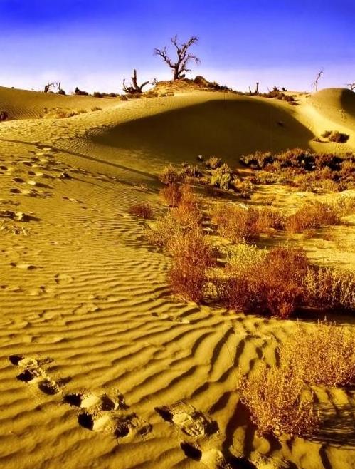 33 万平方公里的塔克拉玛干，为何现在要集中力量大规模治理？

以色列能在沙漠里