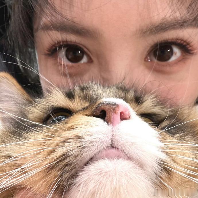 田曦薇撸猫生活化随拍田曦薇晒撸猫生活化随拍九宫格，动态live画面里和长毛小猫亲