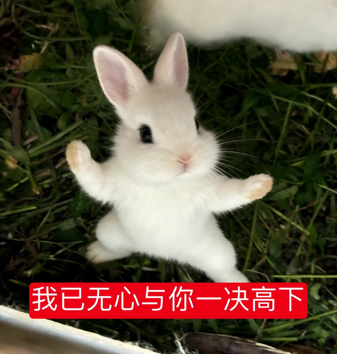 才发现这个兔兔是…… 
