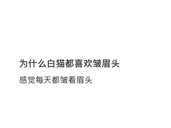为什么白猫都喜欢皱眉头